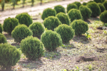 rows of young conifers in greenhouse with a lot of plants on plantation