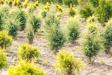 rows of young conifers in greenhouse with a lot of plants on plantation