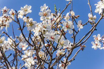 Almond flowers, springtime. Close-up of almond flowers from Datca, Mugla, Turkey