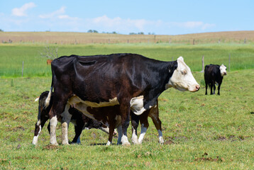 Fototapeta premium Cattle in Argentine countryside,La Pampa Province, Argentina.