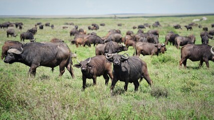 Fototapeta na wymiar animal migration serengeti