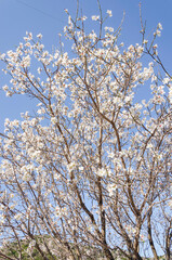 Almond flowers, springtime. Close-up of almond flowers from Datca, Mugla, Turkey