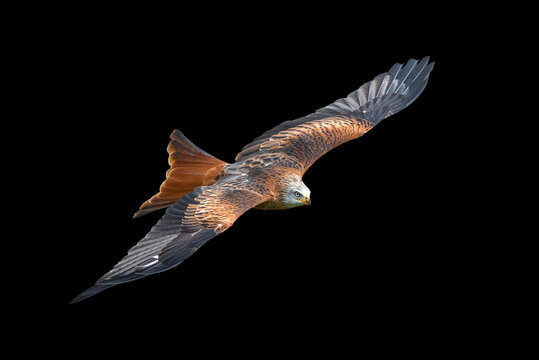 Red Kite (Milvus milvus) rapture in flight cut out and isolated on a black background, stock photo image 