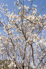 Almond flowers, springtime. Close-up of almond flowers from Datca, Mugla, Turkey