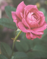 photo of artistic pink roses in the garden