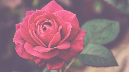 photo of artistic pink roses in the garden