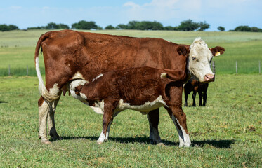 Fototapeta na wymiar Cattle and calf sucking, Argentine countryside,La Pampa Province, Argentina.