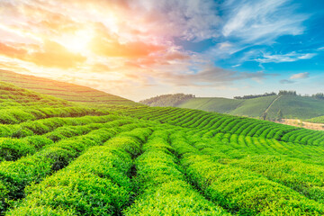 Green tea mountain at sunset,tea plantation natural background.