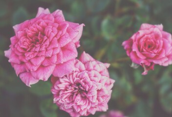 photo of artistic pink roses in the garden