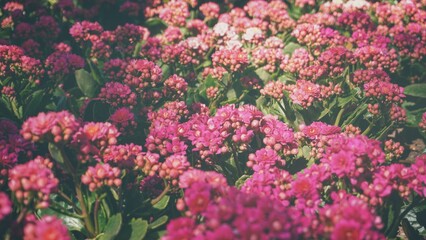 photo of artistic kalanchoe in the garden