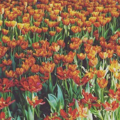 photo of artistic tulips colorful in the garden