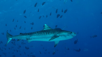 Naklejka premium Tiger Shark diving in Maldives