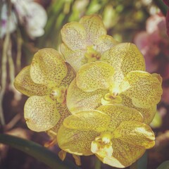 Fototapeta premium photo of artistic phaleanopsis orchids in the garden