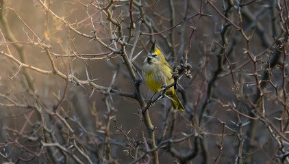 Yelow Cardinal, Gubernatrix cristata, Endangered species in La Pampa, Argentina