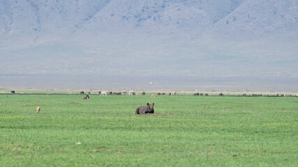 ngorongoro rhino 
