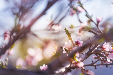 Blossom tree