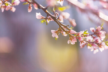Blossom tree