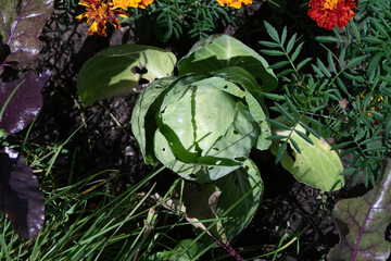 Head of green cabbage with open leaves.