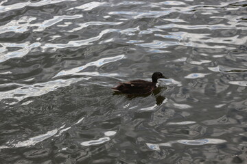 
Wild duck swims in the dark water of the lake