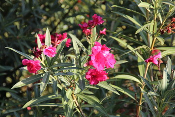 Fototapeta premium Blume