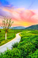 Green tea mountain at sunset,tea plantation natural background.