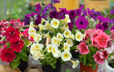 Close up of beautiful petunia flowers in blossom.