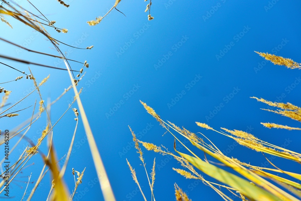 Wall mural blue summer sky view from the meadow