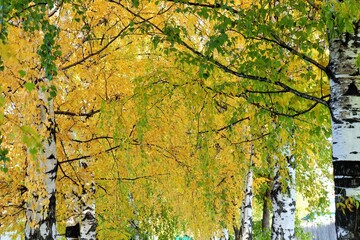 Autumn cuts with lush foliage