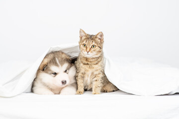 Malamute puppy lies in an embrace with a cat under a white blanket at home on the bed