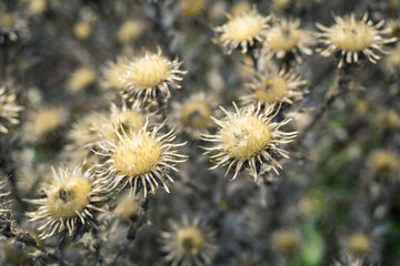 dandelions in autumn
