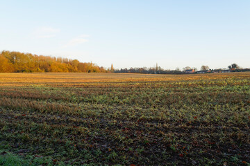 Bright winter morning in the countryside