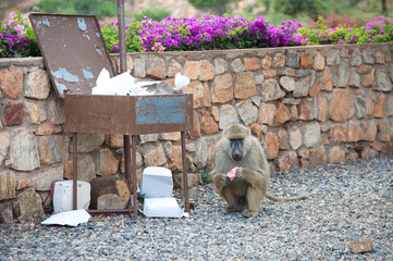 Małpa wybierająca odpadki z miejskiego śmietnika - obrazy, fototapety, plakaty