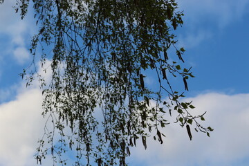 
Birches bloomed in the spring forest Their flowers are like earrings