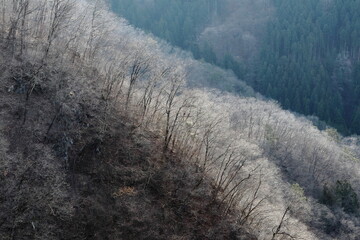 Winter withered mountains seen from the ridge (dead trees)(mountains)(late autumn / early winter) 稜線から見る冬枯れの山々 (枯れ木)(山脈)(晩秋/初冬)