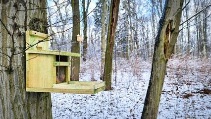 karmnik dla ptaków w parku zimą