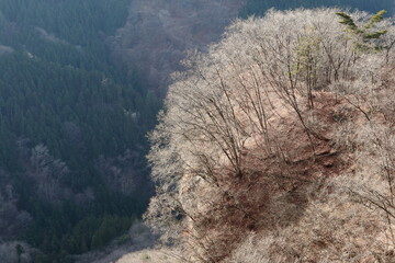 Winter withered mountains seen from the ridge (dead trees)(mountains)(late autumn / early winter) 稜線から見る冬枯れの山々 (枯れ木)(山脈)(晩秋/初冬)