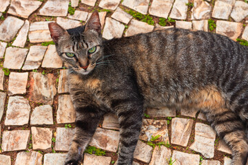 Stray cat lying in the park