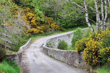 Camino hacia el bosque.