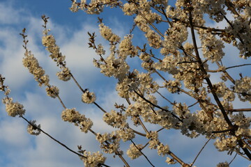 
White flowers bloom on cherry plum tree in spring garden