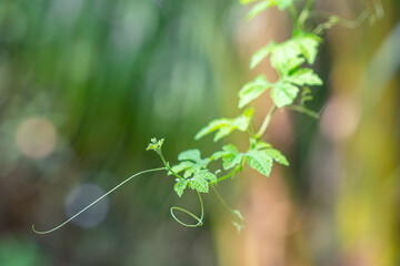 Fresh Bitter gourd green leaves (Momordica Charantia) are growing in the vegetable garden