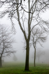 trees in the fog