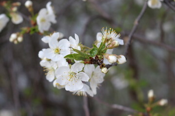 
White flowers bloom on cherry plum tree in spring garden