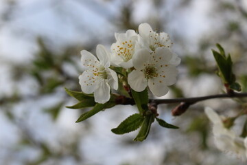 
White flowers bloom on cherry plum tree in spring garden