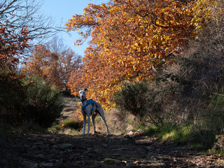 Eye-level shot of a whippet dog standing surrounded beautiful autumn views
