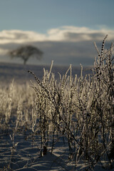 Fototapeta premium Die Überbleibsel aus dem Sommer im Schnee bei schönem Wetter 