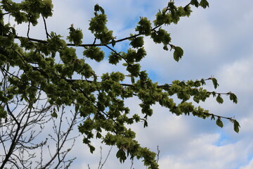 
The tree bloomed in spring with round-shaped flowers