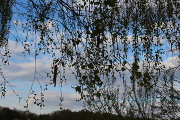 
Birches bloomed in the spring forest Their flowers are like earrings
