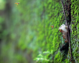 snail on a tree