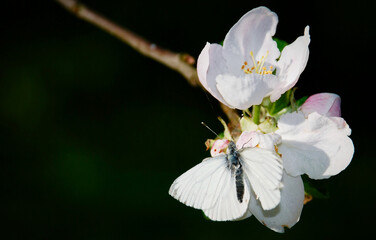 motyl na kwiecie jabłoni - obrazy, fototapety, plakaty
