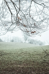 tree, winter, kiel, deutschland, norddeutschland, berg, schnee, landleben, countryside, minimalistic, landschaft